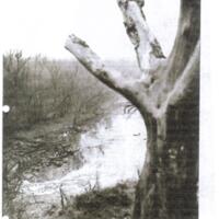 Ruins of Whitley Mill and Dam