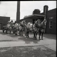 BS1902-Meadow_Gold_Dairy_Horses_4-22-1953_194.jpg